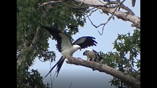 Swallow tailed Kite Feeding  Clips [upl. by Payson836]