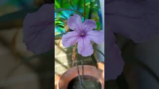 🌼🌺💞🌷flowers music song trending pablicreels naturesong youtubeshorts [upl. by Sivraj]