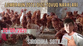 LOMBRAUN ZOTLI QIZIL TOVUQ NARXI BOQILISHI ZAKAZ 979222591ЛОМАН БРАУН ЗОТЛИ КИЗИЛ ТОВУК НАРХИ [upl. by Kristi]