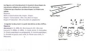 EXERCICE CORRIGE SYNTHESE DES PROTEINES  SVT TERMINALE [upl. by Schlicher]