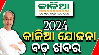 Kalia Yojana New Year UpdateKalia Yojana Ekyc New Update 2024Kalia Yojana New Apply Online 2024 [upl. by Oretos569]