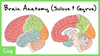 Cortical Structure Of The Brain Explained Sulcus amp Gyrus  Clip [upl. by Sela]