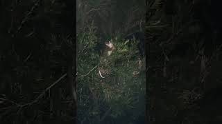 Ringtail possums nightly visit [upl. by Amiaj]