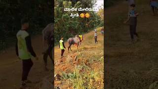 ಹೋರಿ ಲವರ್ 😍🥰 bulllovers horihabba jallikattu bull horirace niyat [upl. by Anawd]