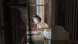 26 the chirping of the Prinia familiaris bird birds shorts shortvideo short bird birdslover [upl. by Ahsikrats]