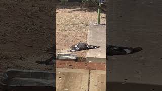 currawong sunning and magpie eating [upl. by Aihsikal]