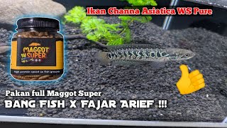 CHANNA ASIATICA WS PURE  PAKAN FULL MAGGOT BANG FISH X FAJAR ARIEF [upl. by Anillek]