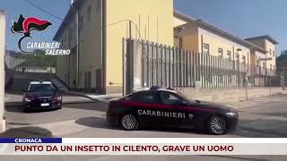 CRONACA PUNTO DA UN INSETTO IN CILENTO GRAVE UN UOMO [upl. by Anatolio]