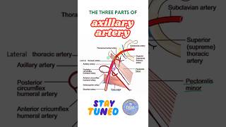 Parts of axillary artery axillary artery anatomy shorts dsac [upl. by Donald]