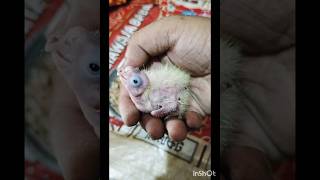 Cockatiel healthy babyPart11 🙀 [upl. by Villada864]