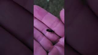 Backyard bug hunt  fireflies amp bioluminescence [upl. by Oringa]