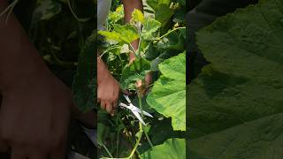 pure Harvesting sweet pumpkin greenssatisfyingshortvideoagricultureforyou [upl. by Ahsiemac]