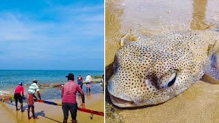 Huge Puffer Fish Caught On Seine Net [upl. by Swigart]