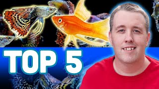 My TOP 5 LIVEBEARER AQUARIUM FISH [upl. by Trotter]