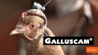 The Stabilization Power of Chicken Heads Featured in New Commercials [upl. by Houlberg]