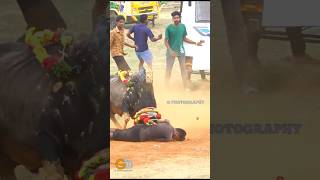 manjuvirattu manjuvirattukadhalan vadamadumanjuvirattu jallikattupalamedu jallikattu [upl. by Leander38]