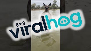 Man Rescues Dog From Being Drowned by Kangaroo  ViralHog [upl. by Omrellug]