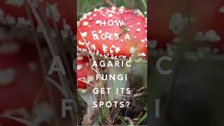 How Does a Fly Agaric Get Its Spots [upl. by Card274]