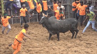 Irungalur Jallikattu 2023 Videos  இருங்களூர் ஜல்லிக்கட்டு 2023 Videos [upl. by Ogir680]