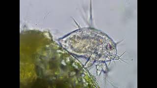 Nauplius larva of Cyclops [upl. by Assel]