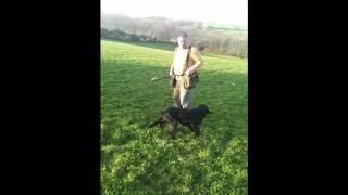 Gundog training Dog training [upl. by Nehtanoj929]