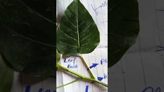 External Anatomy of leaf parts of leaf  biology viral shorts [upl. by Oihsoy148]