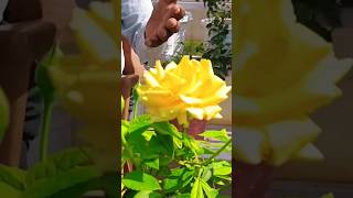 Rose plant fertilizer Rose plant caretipsrose plantcare kesfet flowers nature shorts agri [upl. by Tertias560]