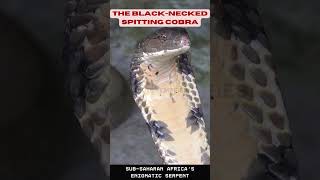 Exploring the Black Necked Spitting Cobra  Sub Saharan Africas Enigmatic Serpent [upl. by Yrellav]