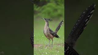 Greater Roadrunner birdsinging soundbirds birdsound birdnature [upl. by Eaver]