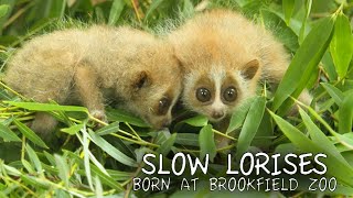 Slow Loris Babies [upl. by Nnairret82]