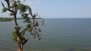 Almatti Dam on the Krishna River [upl. by Schuh]