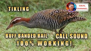 Tunog ng tikling  Buff banded rail   Ideal Channel mix vlog [upl. by Dadelos]