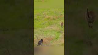 जब मां kangaroo 🦘 एक जंगली wolf 🐺 से भाग rhi थी तब baby kangaroo 🦘 गलती से pooch से गिर जाता hai😮🥹 [upl. by Odla]