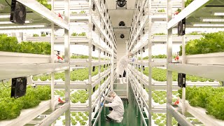 farming is science process of growing fresh vegetables by Korean scientists [upl. by Bollay66]