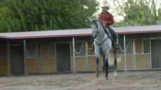 El Coyote y su Banda  Gabino Barrera  El Galan  wwwdavidysuscaballoscom [upl. by Atteuqaj330]