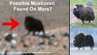 Possible Muskoxen Found On Mars [upl. by Lisk]