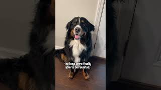 My Bernese Mountain Dog Is Reunited With His Golden Retriever Best Friend After 5 Months Apart🥹 [upl. by Loring]