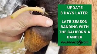 Late in the Season Banding with the California Bander UPDATE 8 Days Later [upl. by Haliek]