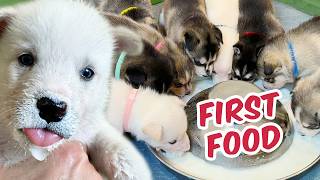 Rescue Puppies Eat For The First Time [upl. by Nylave494]