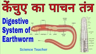 Digestive System of Earthworm Structure of alimentary canal Physiology Earthworm digestive system [upl. by Tildie256]