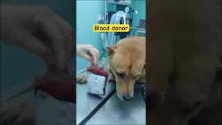 Brave blood donor🙏🏻 doglovers animals straydogs love shorts [upl. by Nedrud]