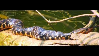 Checkered Keelback [upl. by Donahoe567]