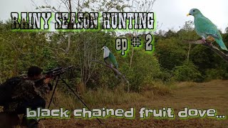 ep2  RAINY SEASON Hunting Adventures Blackchinned fruit dove [upl. by Mellitz]