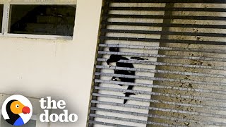 Cat Was Stuck Between Grates Of A 20Story Building  The Dodo [upl. by Aham86]