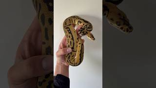 Visita a Akachi Pitones ¿Que combo es animals shorts youtubeshorts viral fyp ballpython [upl. by Wolfram]