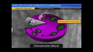 CBSE Class 11 Biology  Plant Life cycles and Alternation of Generation  By Shiksha House [upl. by Tailor]