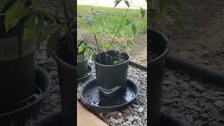 4th update on rooting of a vitex tree [upl. by Jabez717]