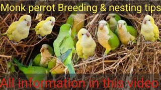 Monk Quakers parakeeta Monk perrot Breeding tips and nesting metirial [upl. by Sirovaj456]