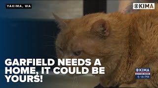 Yakimas Garfield Needs a Home [upl. by Mahla262]