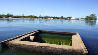 Effluent from stabilization ponds [upl. by Walkling512]